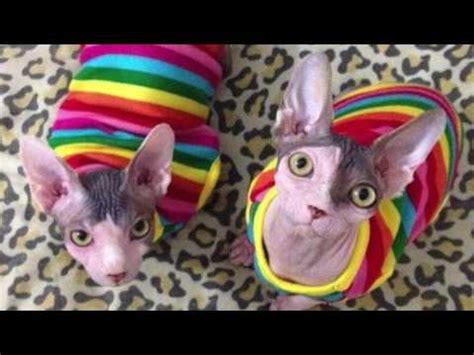 Sphynx S Cats And Halloween Youtube