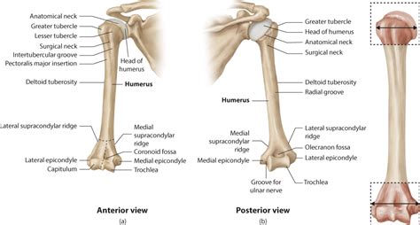 Difference Between Right And Left Humerus