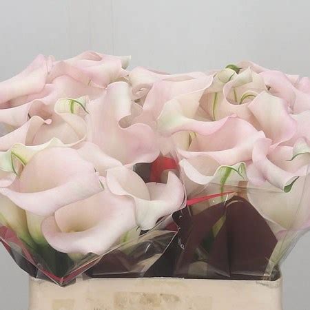 Calla Lily Captain Melrose Cm Wholesale Dutch Flowers Florist