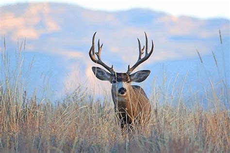 Mule Deer Wild Aware Utah