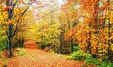 Bosques en otoño: ¡tres maravillas que no te puedes perder!
