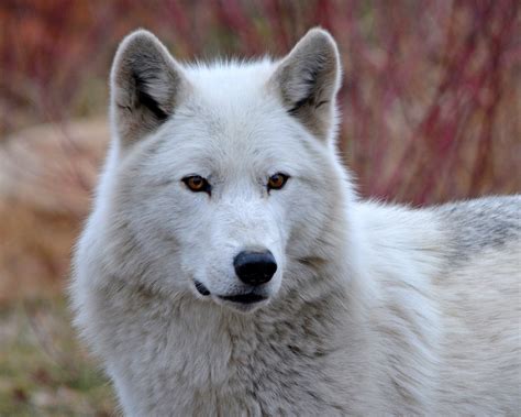 Detroit Zoo Says Goodbye To Beloved Gray Wolf Wazi ‘we Are Heartbroken