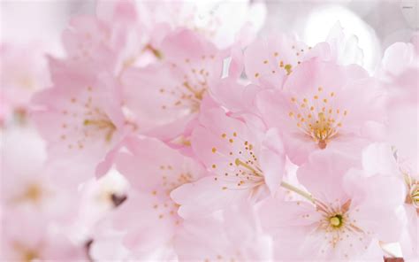 Cherry Blossom Wallpaper 71 Pictures