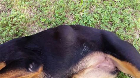 Rottweiler Puppy Has Huge Lump On Her Rib Cage Youtube