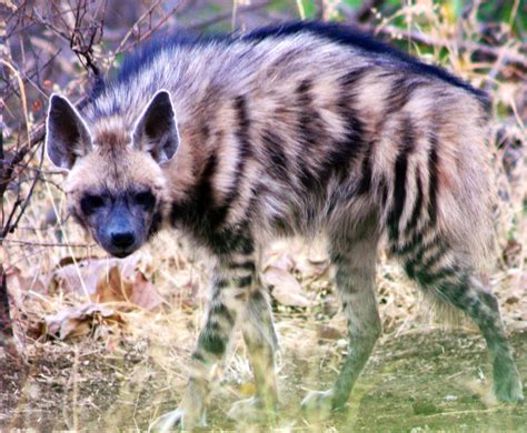 The Striped Hyenas Are Stunning Creatures Almost Like Somebody Crossed