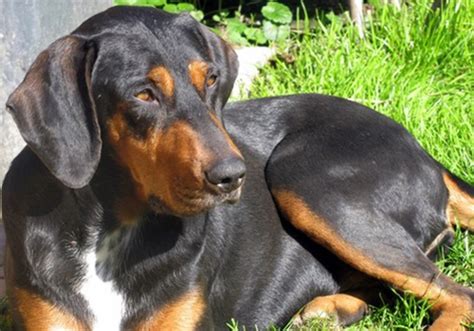 transylvanian hound dog breed characteristic daily  care facts