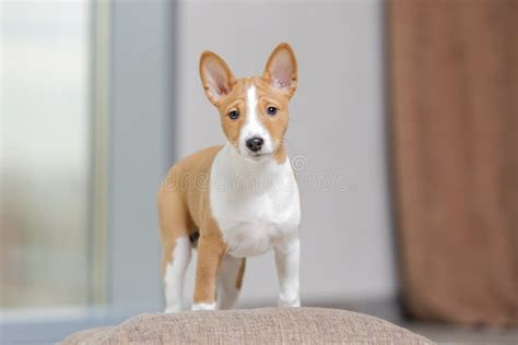 Puppy Basenji In Studio Stock Image Image Of Cute Breed 118019299