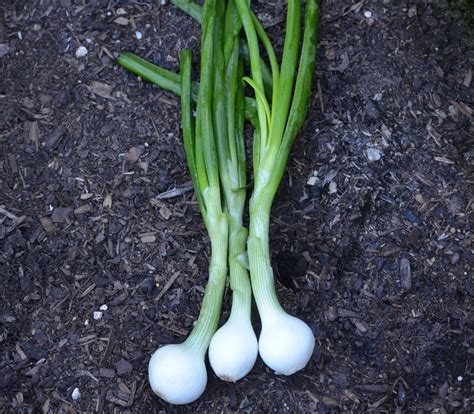 White Sweet Spanish Onion Seeds