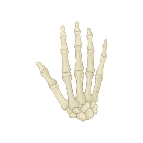 Esqueleto De Mano Humana Huesos Del Carpo Metacarpianos Y Falanges