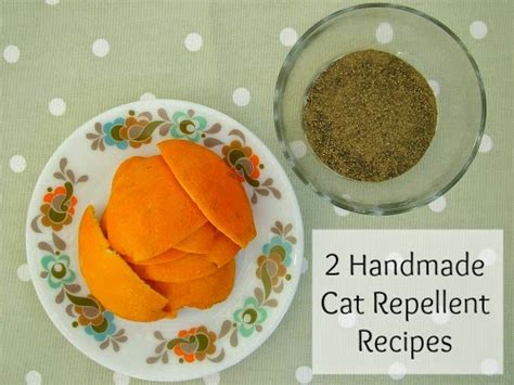 Even if you are a cat person. The Dress Tree: Natural cat repellents for the garden