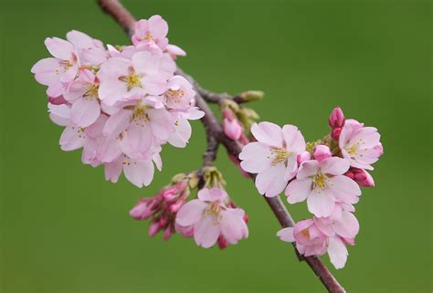 Cherry Blossoms Cherry Blossoms Photographer Plants Flowers