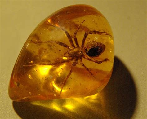 This Spider Died 110 Million Years Ago But Its Eyes Still Glow