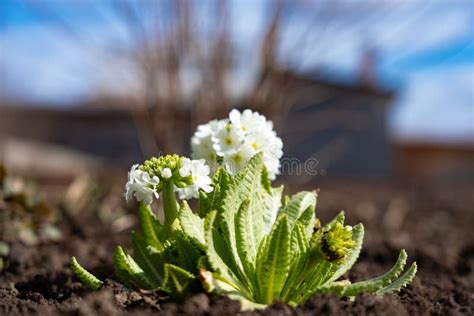 Spherical White Primrose Flower On A Spring Garden Flowerbed Stock