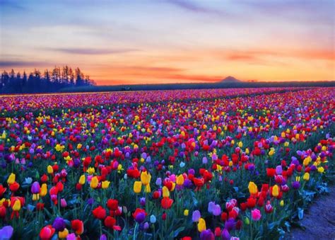 Tulip Fields Skagit Valley Washington Amazing Pinterest Tulip