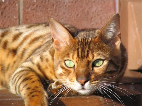 When i adopted him i was told he was a tabby cat, but as he's grown (and i think he's. 7 things you should know before getting a bengal cat ...