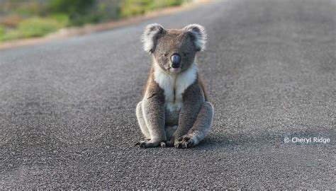 Koala Sitting On Road © Cheryl Ridge Koala Endangered Animals Cute