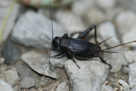 Black Field Cricket Insects Morphology