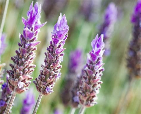 Lavanda ¡Excelente planta medicinal! - (Con propiedades calmantes)
