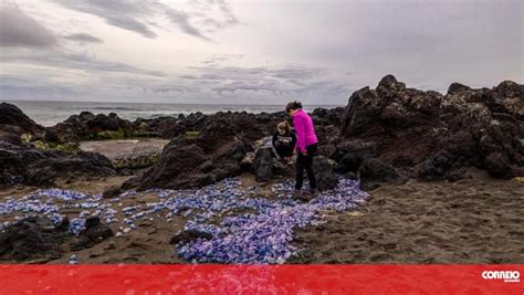 Milhares de caravelas portuguesas enchem praias em S Miguel nos Açores