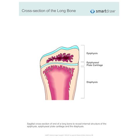 Long bones are formed from a cartilage model precursor by endochondral ossification (see the image below) and can range in size from a phalanx to a femur. Cross-section of the Long Bone