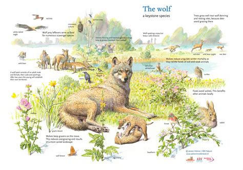 Wolf Rewilding Europe
