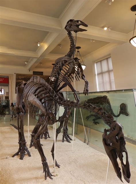 Pair Of Duckbill Dinosaurs Skeletons American Museum Of Natural