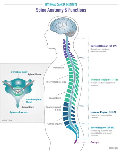 Last update october 15, 2020. Brain and Spine Tumor Anatomy and Functions - National ...