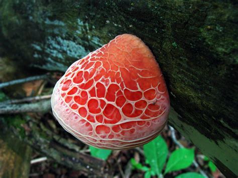 Image result for Rhodotus Palmatus | Stuffed mushrooms, Mushroom ...