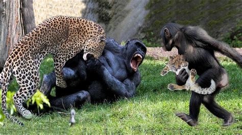 Leopard Vs Gorilla How Can The Leopard Attack And Knock Down The