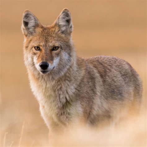 Coyote Covenant Wildlife