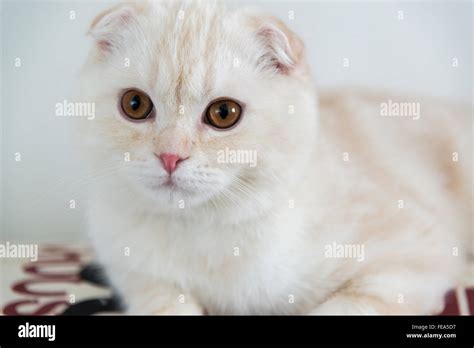 Closeup Portrait Of A Scottish Fold Kitten Stock Photo Alamy