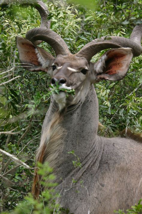 Free photo: Kudu Antelope - Animal, Antelope, Deer - Free Download - Jooinn