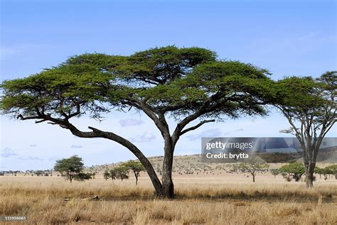 Acacia Trees In Savannah Of Serenget National Parktanzania High Res