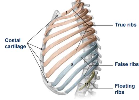 Rib Cage Angling Downwards And Crosslinks In The Cartilage In Front