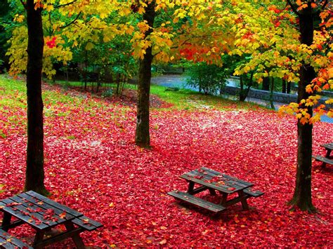 Autumn Foliage Beautiful Colorful Park With Wooden Benches 4k Nature Hd