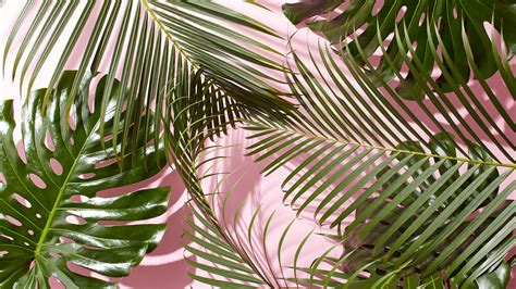 60 Tropical Leaves Desktop Wallpapers Download At