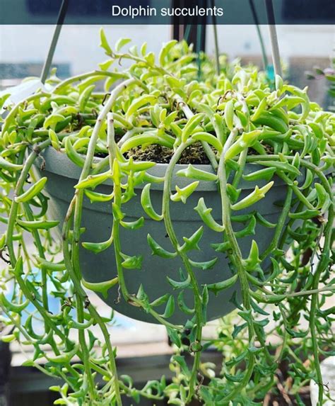 Discover The Fascinating Story Of Dolphin Succulents A Unique Plant