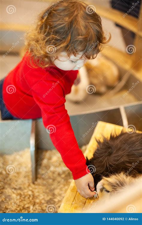 Adorable Little Girl Feeding The Cavy At The Petting Zoo Stock Photo