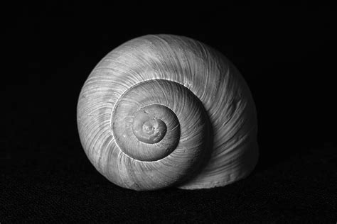 Snail Shell Fine Art Photography Print Martin Vorel Photography