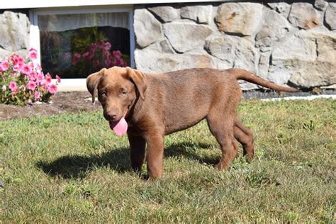 Akc Registered Chocolate Labrador Retriever For Sale Apple Creek Ohio