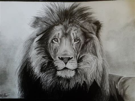 17 Lion Drawings Pencil Drawings Sketches Freecreatives Pencil