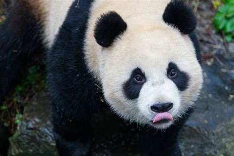 Giant Pandas Enjoy Quiet Winter Months At Belgian Zoo Xinhua Line Today