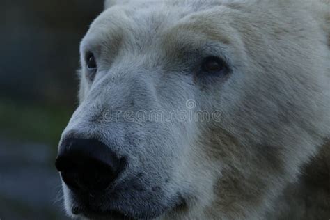 Polar Bear Portrait Swimming Ursus Maritimus Stock Image Image Of