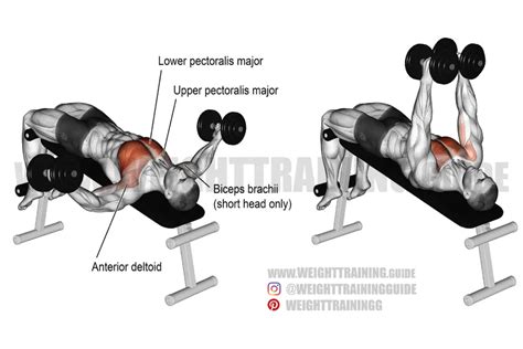 Decline Dumbbell Fly Exercise Instructions And Video Weighttrainingguide