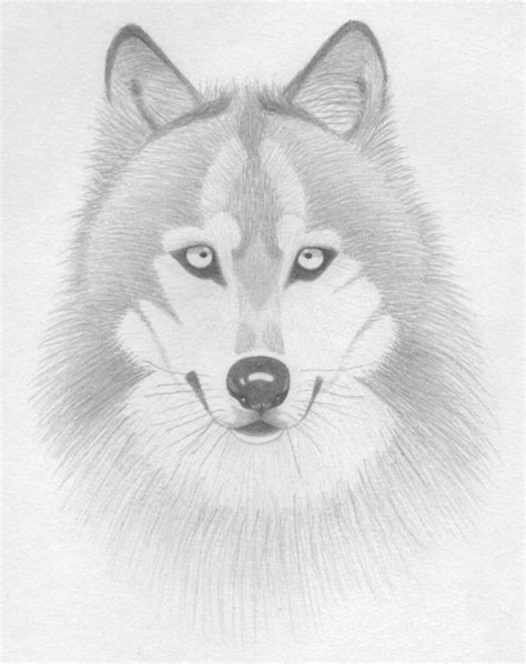 Wolf Sketch By Raycey On Deviantart