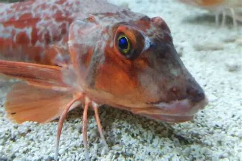 Fish With Legs Saltwater Aquarium Blog