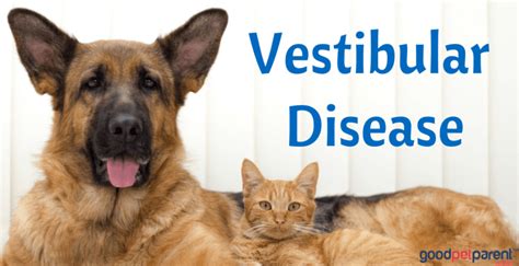 A viral infection somewhere else in your body, such as chickenpox or measles, can bring on this disorder that affects the nerve. Vestibular Disease In Dogs And Cats - Good Pet Parent