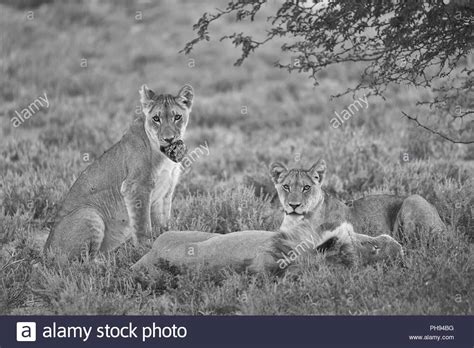 Lion Safari Namibia Black And White Stock Photos And Images Alamy