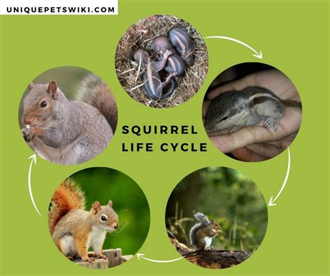 Squirrel Life Cycle 5 Basic Stages You Must Know