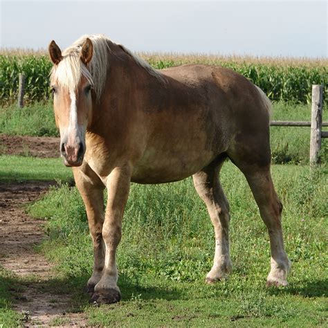 Belgian horse trading geeft de juiste informatie over de paarden/pony's. Equine Belgian Horse 05 by FantasyStock on DeviantArt